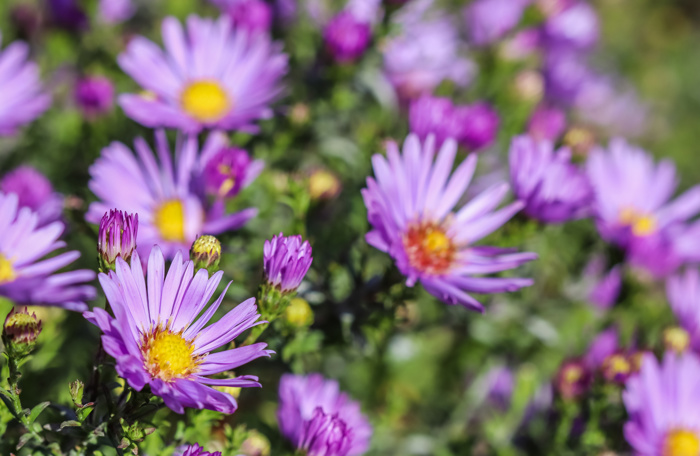 Asters er en lilla blomst med mange tynne kronblad