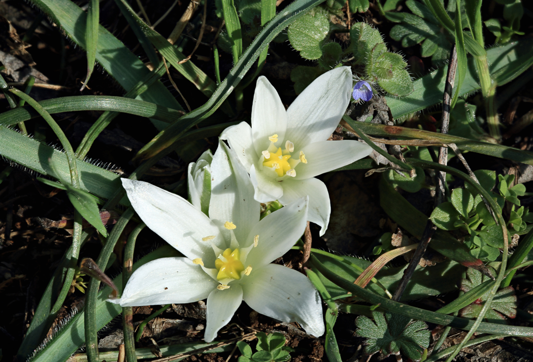 Stjerneformede hvite blomster med 6 smale blader, gul i midten