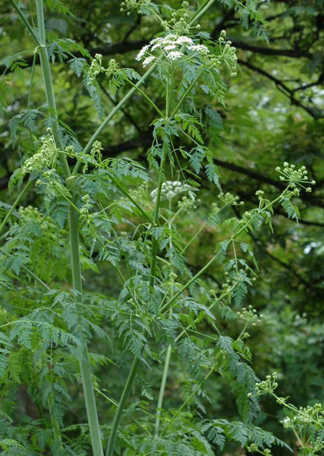 Hvit blomst med grønn stengel som er rød-lillaflekkete 