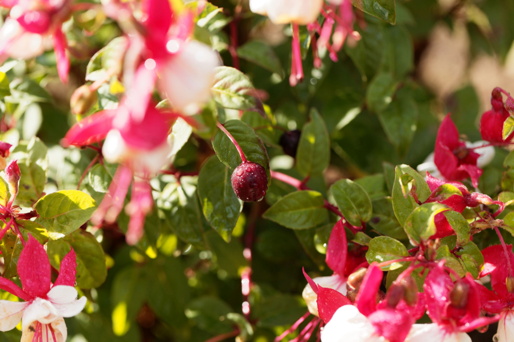 Rosa og hvite hengende blomster