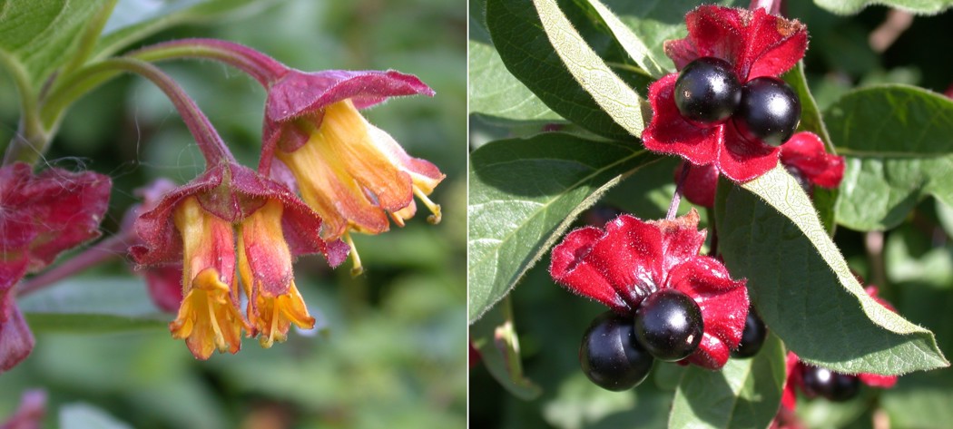 Gule blomster med rødlilla dekkblad rett under blomsten. Sorte bær i par med rødlilla dekkblad. 