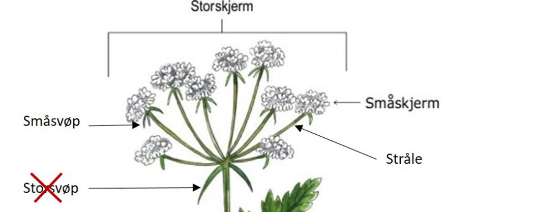 Illustrasjonsbilde av en skjermplante, utkrysset storsvøp