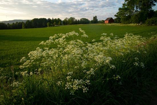 Skjermplanter med hvite små blomster i solnedgang