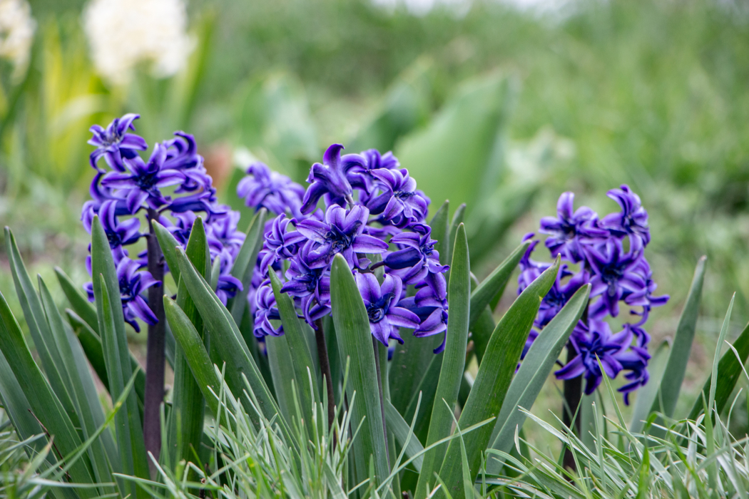 Rette, grønne løker. Planten har mange blå blomster på en stilk.