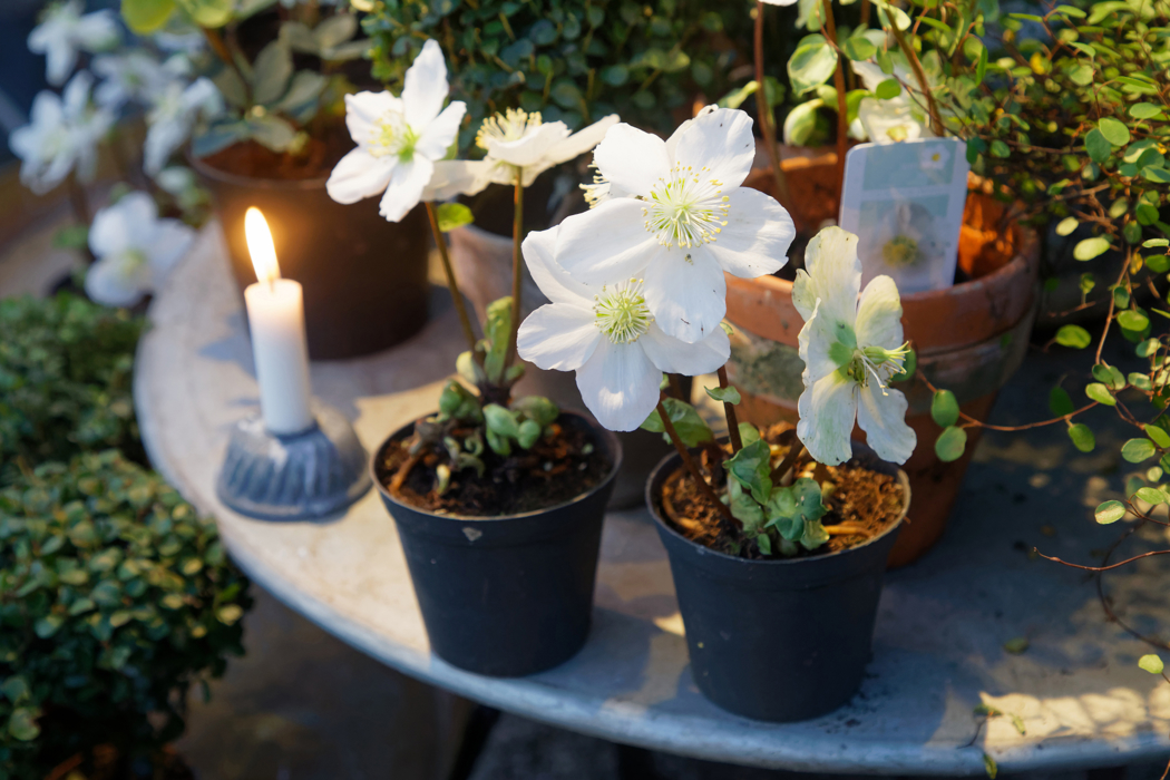 Julerosen har læraktige grønne blader på bunnen av stilken, med hvit blomst.