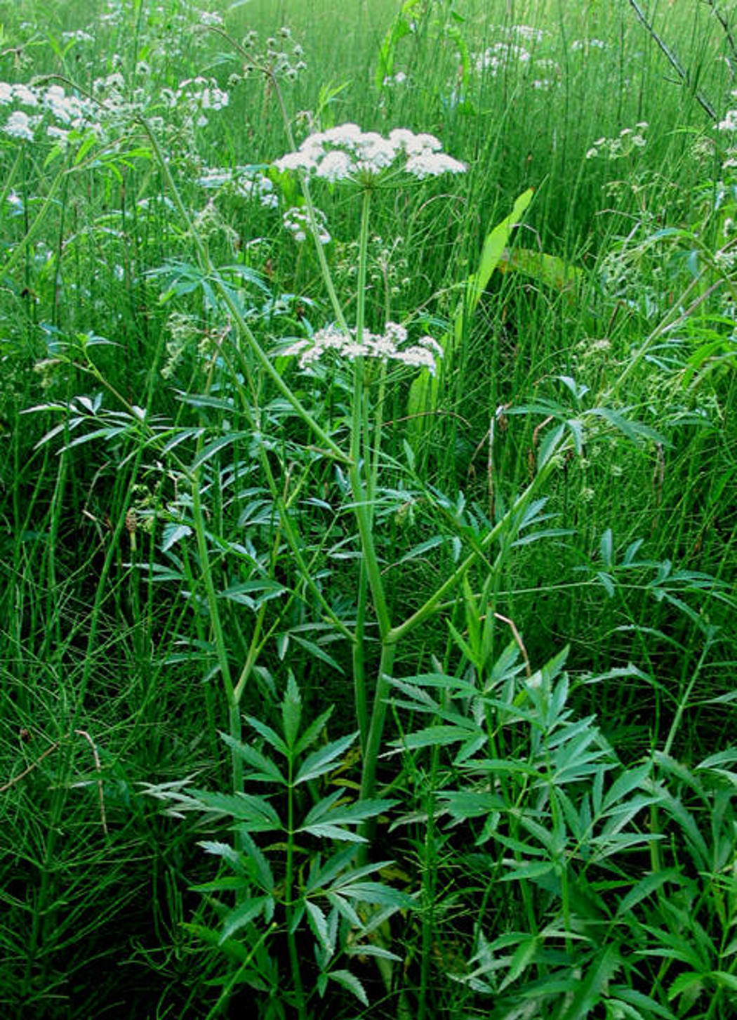 Plante med småsvøp og hvite blomster