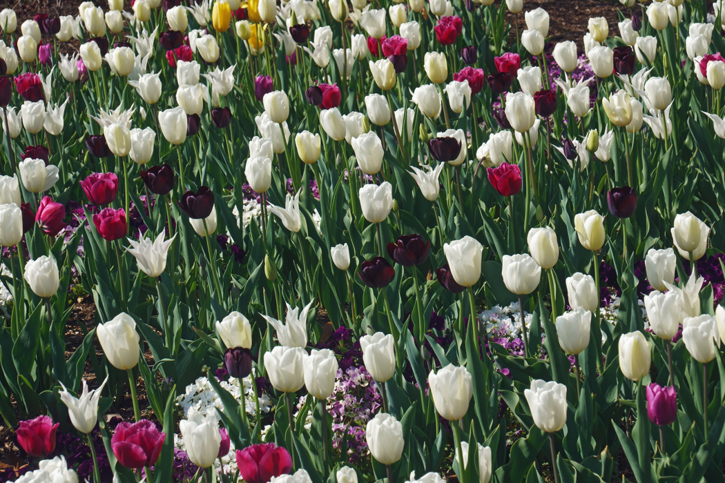 Høy stilk med stor blomst i hvitt, rosa, gult og dyp lilla.