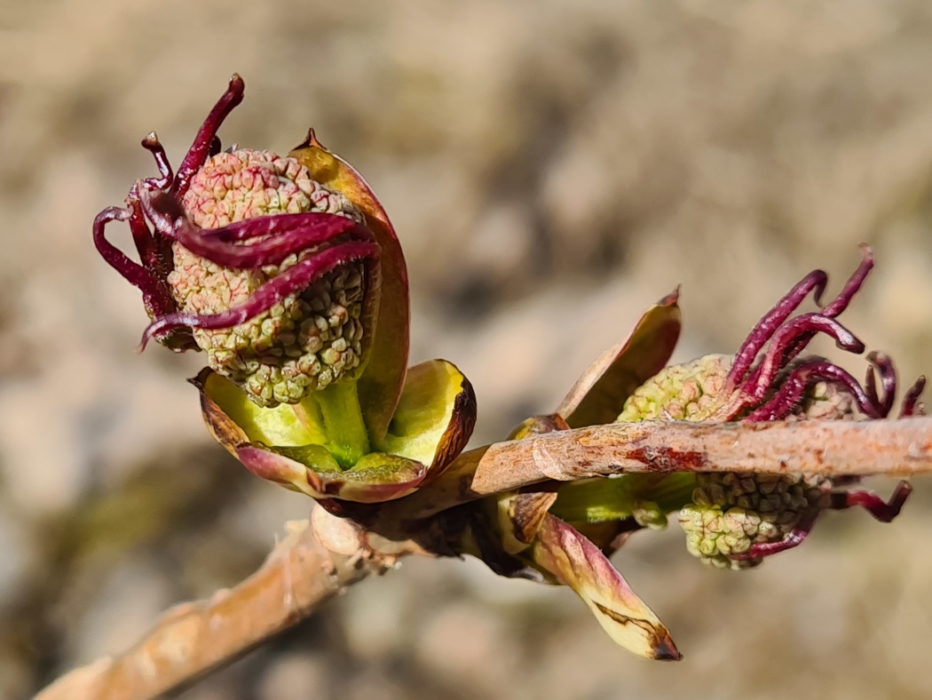 Rødhyll med knopper som kan minne om brokkoli