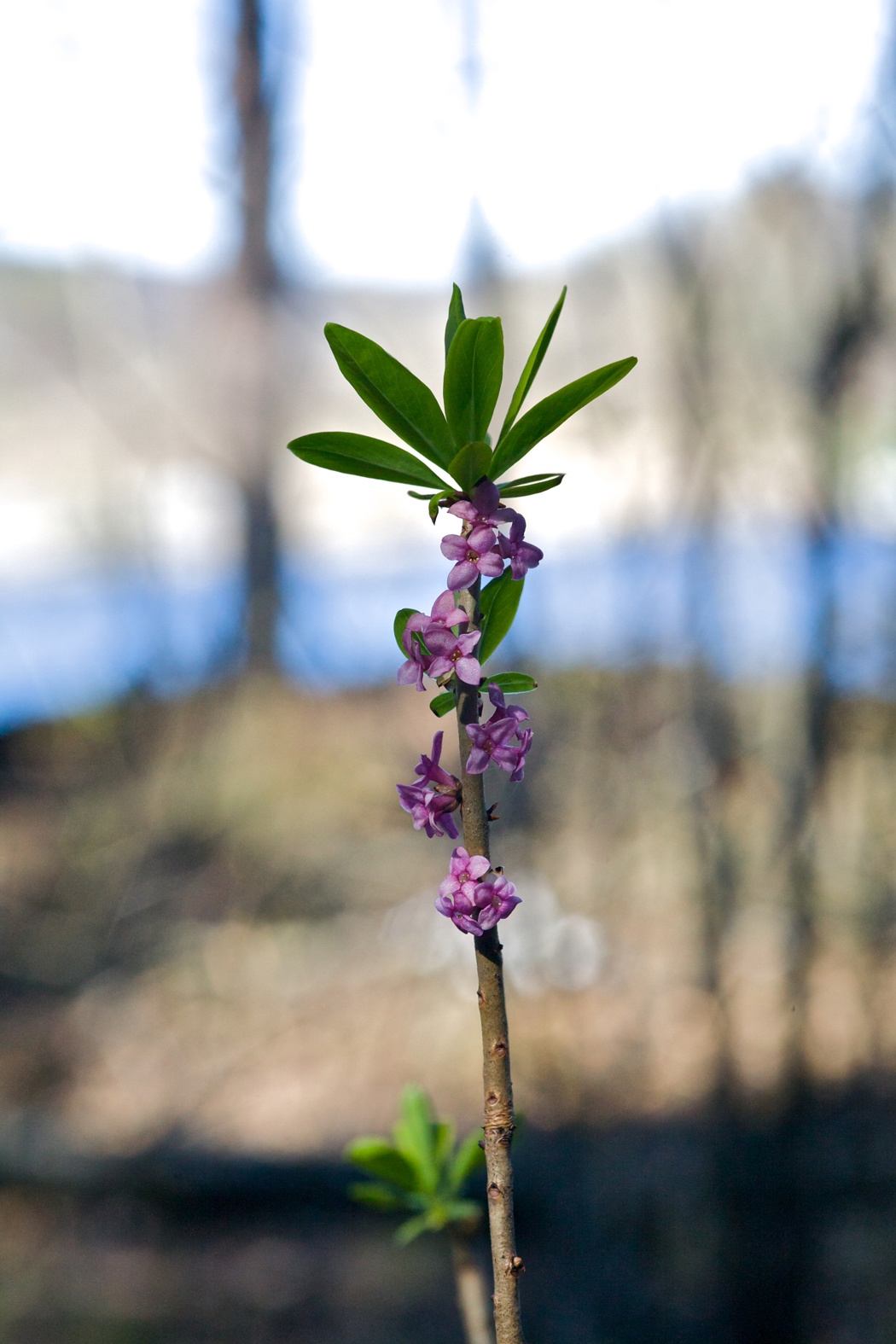 Tysbast i blomstring med  lys lilla og rosa blomter