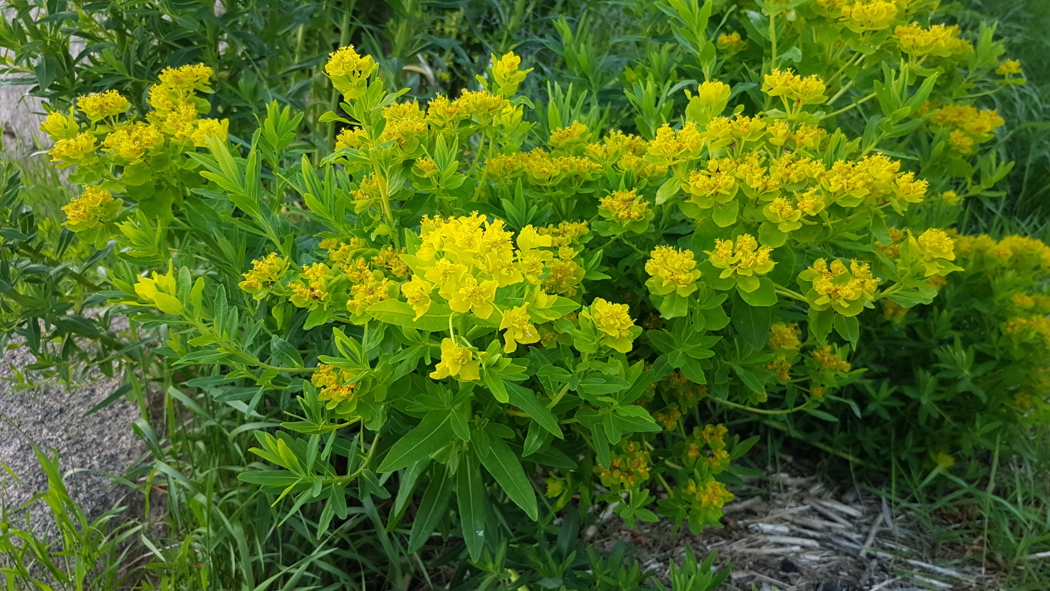 Gule små blomster på grønne spisse blader med tydelig midtner