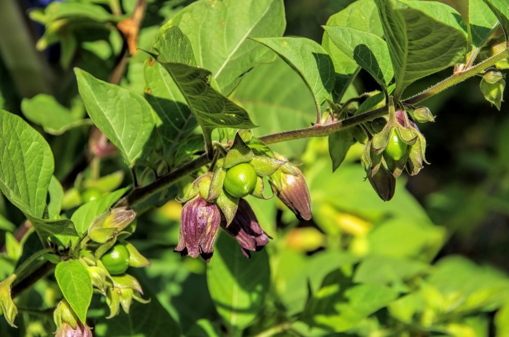 Grønne stjerneformede fester med grønne bær. Brunlilla klokkerblomster rundt.