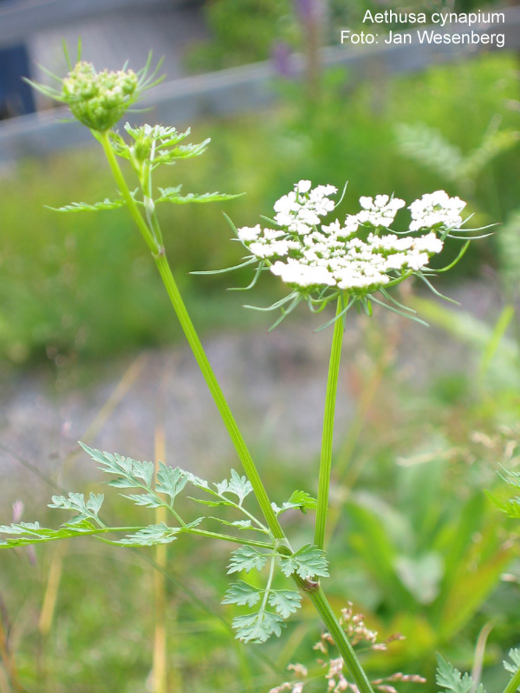 Hvite blomster på en grønn, stripete stengel. 