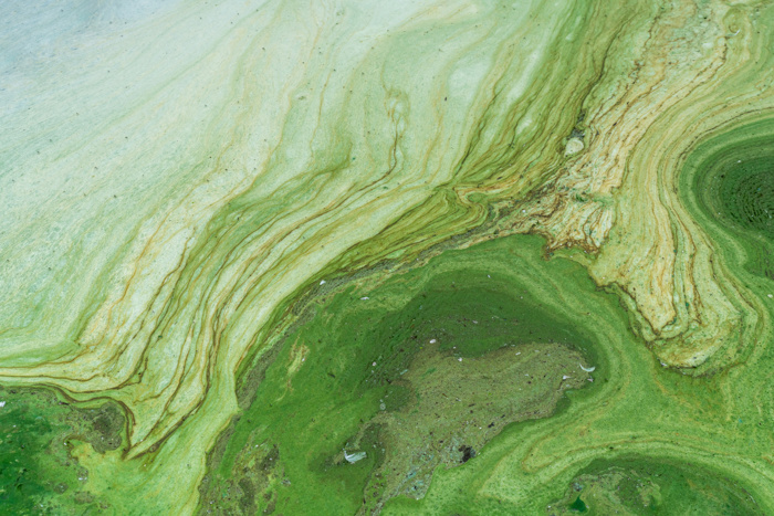 Bilde av blågrønnalger cyanobakterier i vann