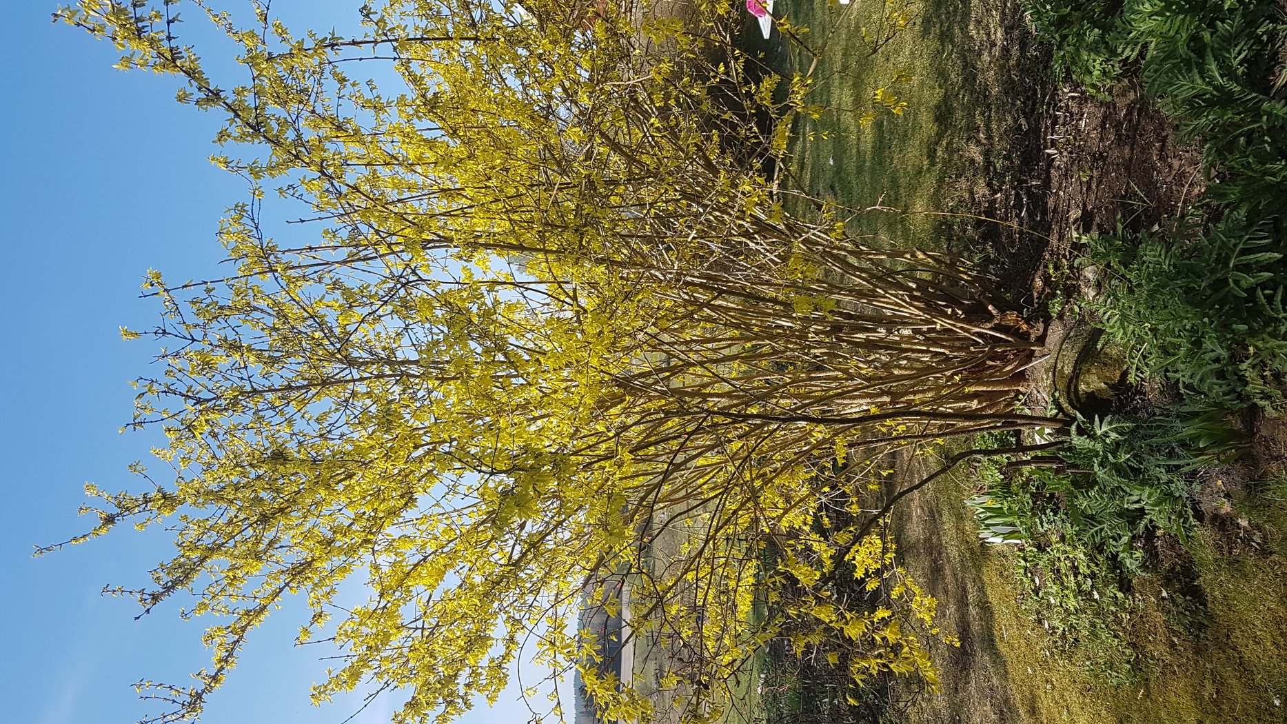 Busk med gule blader eller blomster