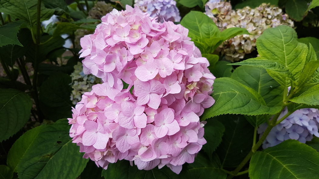 Tettvokste blomster med trekantede avrundede blader i lys rosa farge