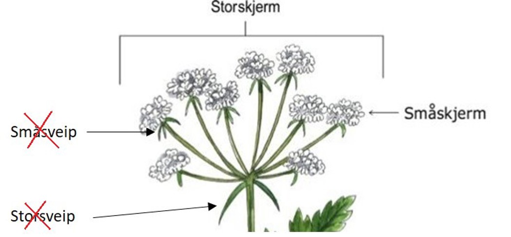 Illustrasjon som viser skjermplante med hvite blomster og grønne stilker og bladet, som mangler både storsveip og småsveip.