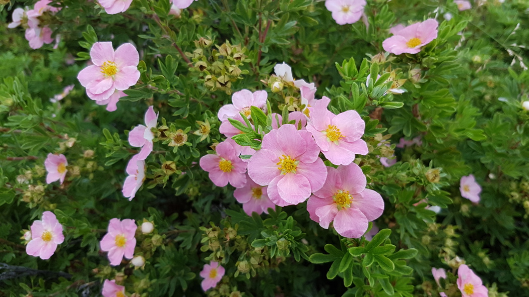 Små, grønne blader med enkle rosa kronblader.