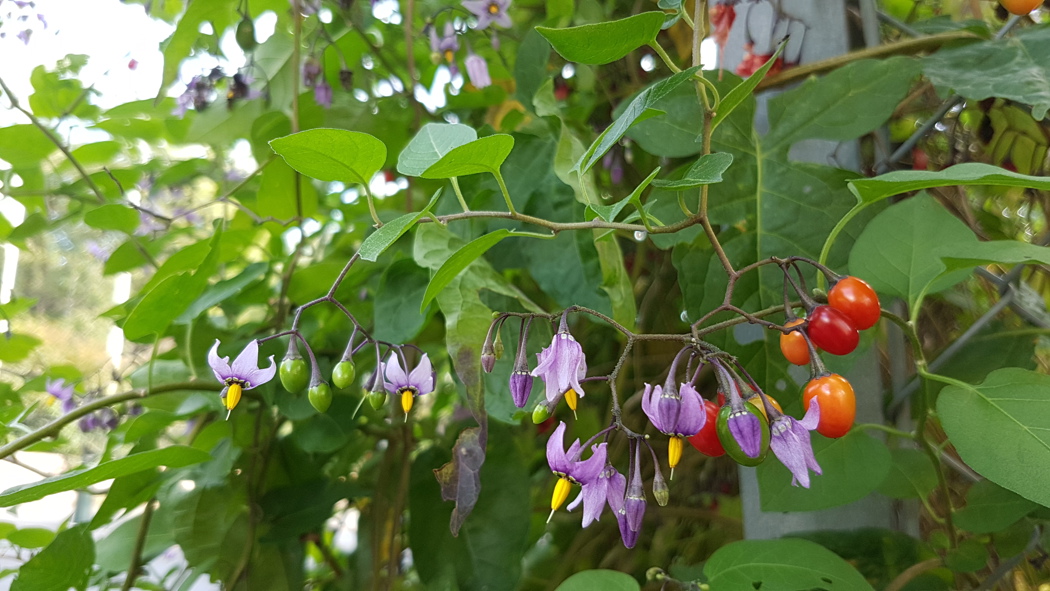 Slyngsøtvier har små fiolette blomster som er gule i midten.  Planten har dråpeformede bær i grønt, gult og rødt.