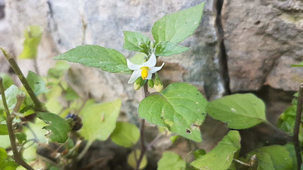 Liten hvit blomst med gul pollenbærer. Grønne blader og mørkegrønn stengel 