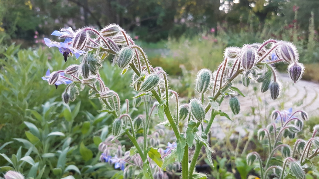 Agurkurt med stivhårete blader og stengler og blå blomster