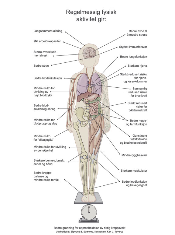 Hva Fysisk Aktivitet Gjor Med Kroppen Helsenorge No