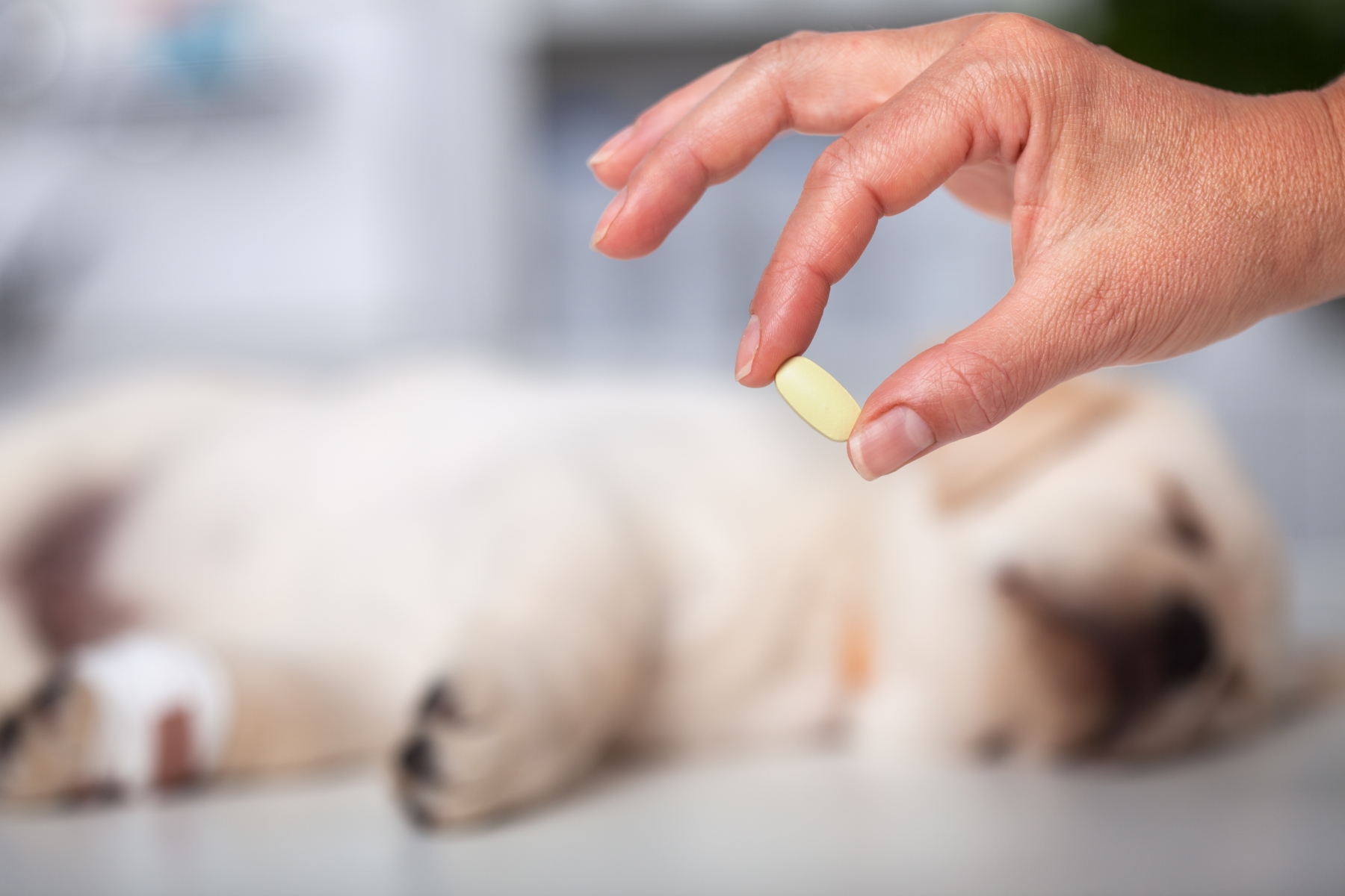 Paracetamol kan gi alvorlig hos hund og katt