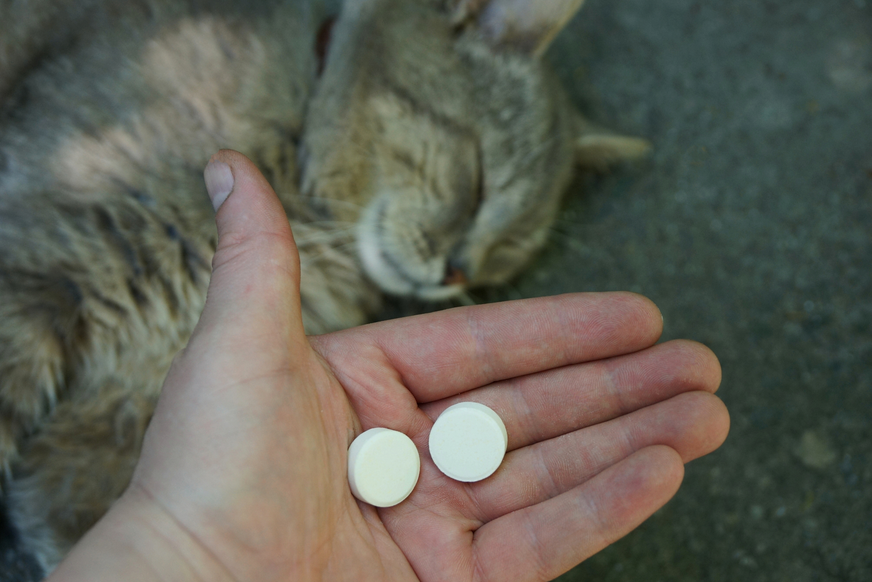 Ibuprofen er giftig for hund og katt