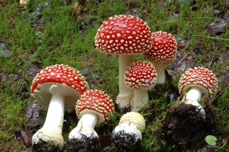 Poisonous mushrooms in Norway - helsenorge.no